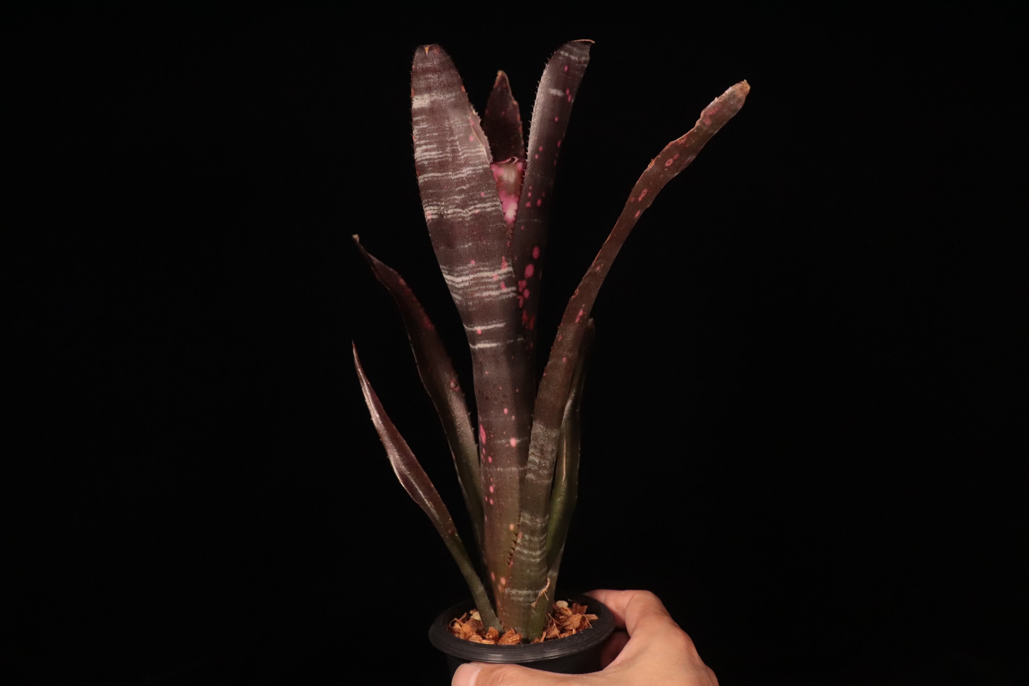Billbergia 'Incendiary Delight'〔ビルベルギア〕B327 | plane plants
