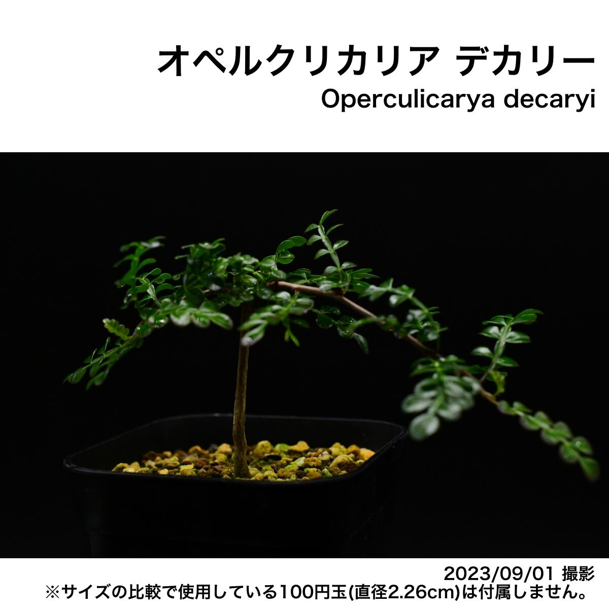 Operculicarya decaryiオペルクリカリア・デカリー 実生株 - プランター