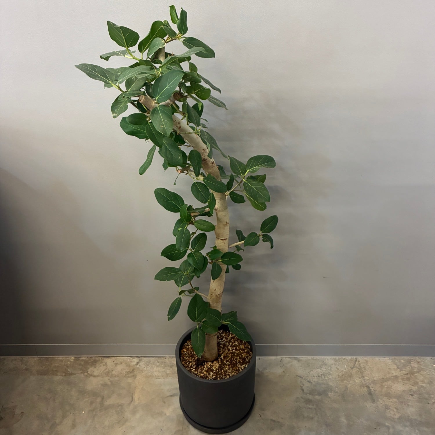 フィカス・ベンガレンシス 植え込み品【133】 | PROTOLEAF プロトリーフ