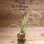 【送料無料】バルビシアーナ〔エアプランツ〕現品発送T2707