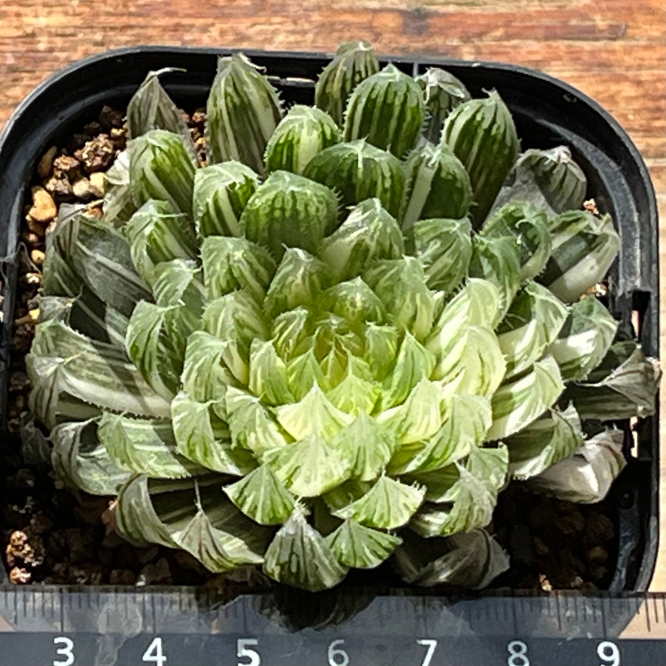 ハオルチア 花胡蝶 オブツーサ錦 | mocono_plants