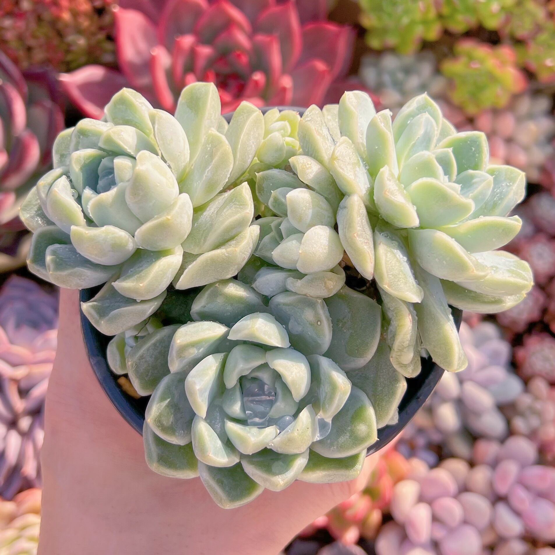 現品　Dodoli#1159　新入荷　るる農園