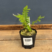 【伊藤蟻】Pleopeltis bombycina【1007】