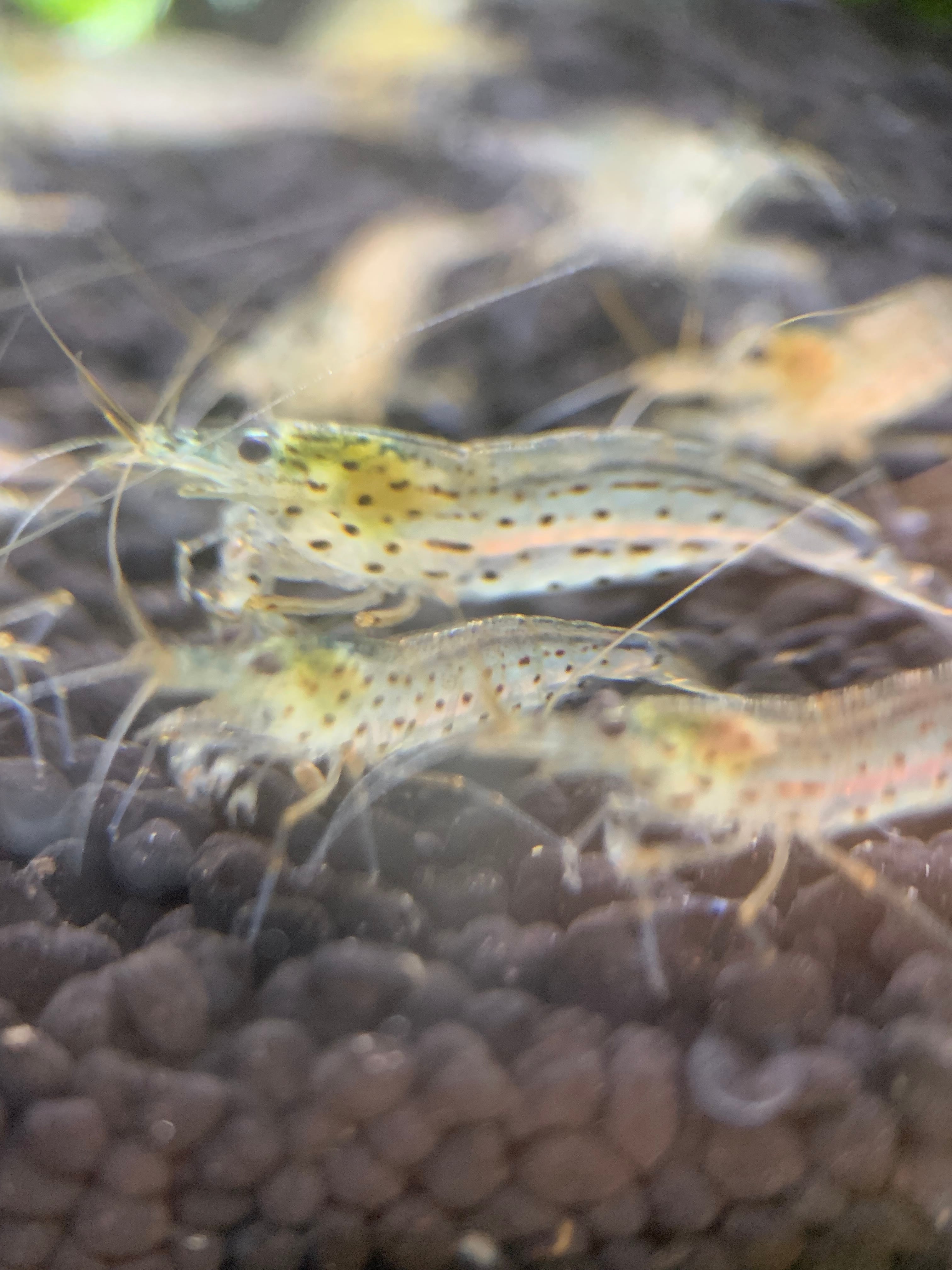 エメキン×グランブルーキッシングワイドフィン 1ペア 産卵中 成魚