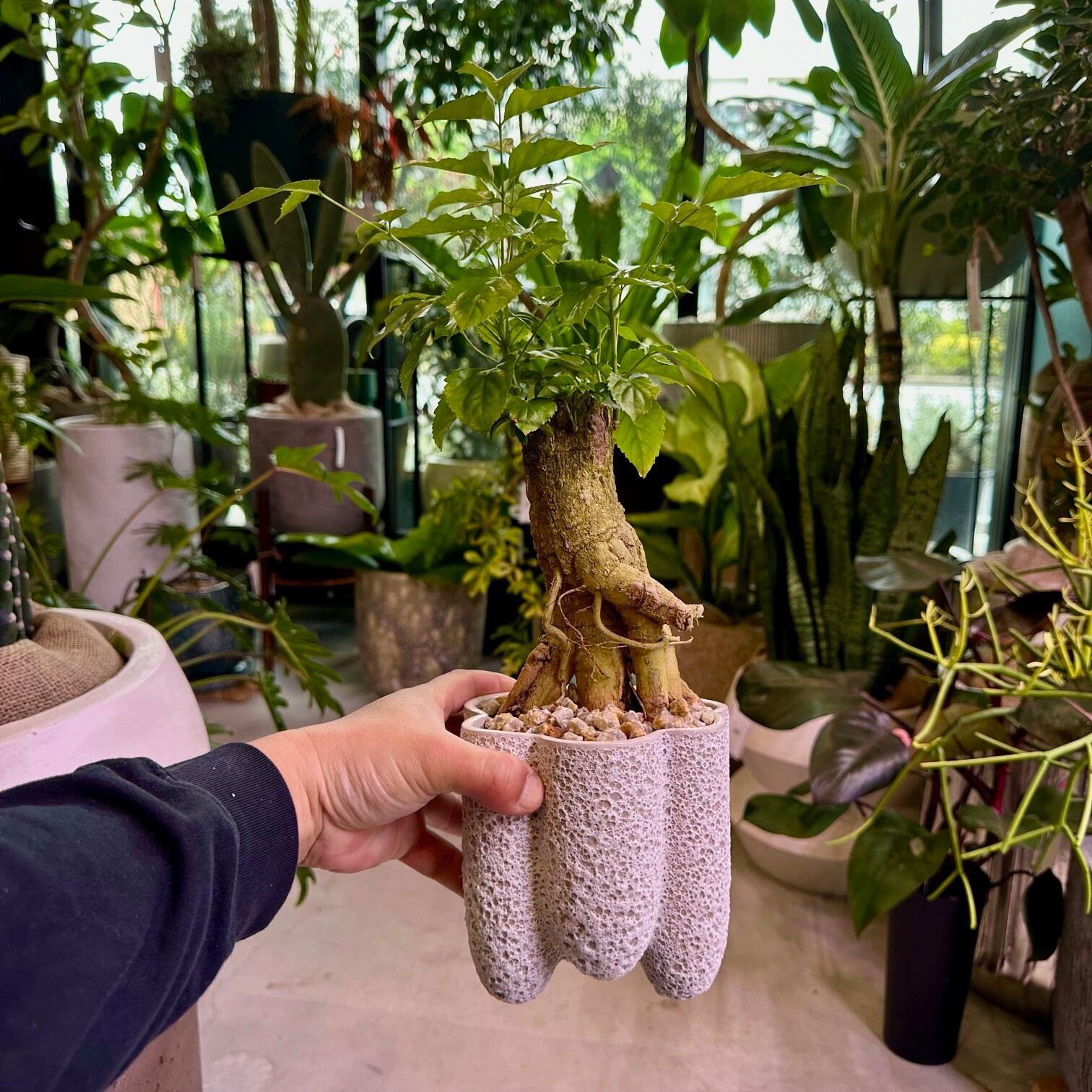 ステレオスペルマム | barrelplants_BONSAI