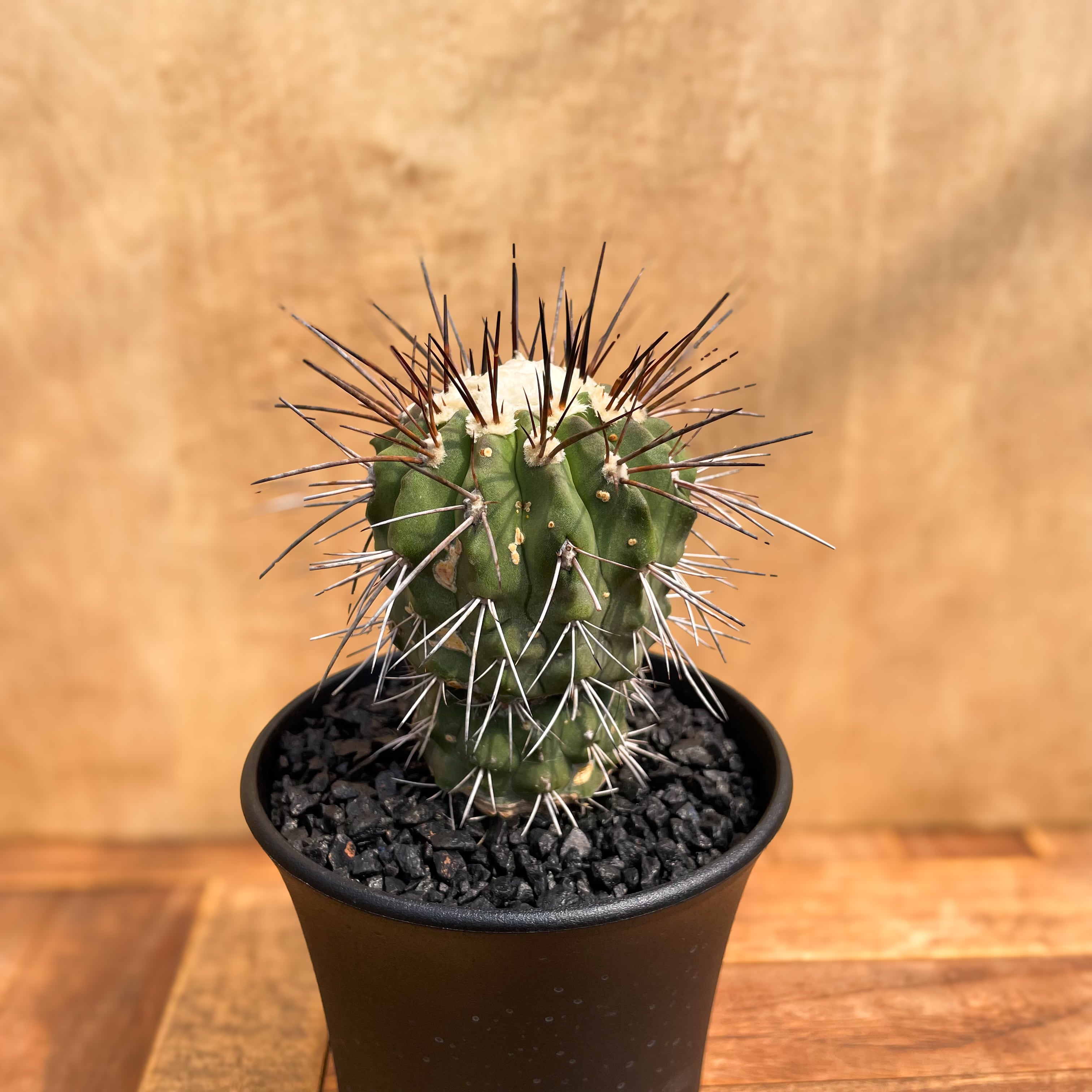Copiapoa | RIMO'S GREEN 【Saboten & Succulent】 Copiapoa | RIMO'S GREEN 【Saboten & Succulent】