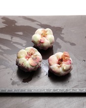 カット苗 パープルドリームワールド Echeveria 'Purple Dream World'