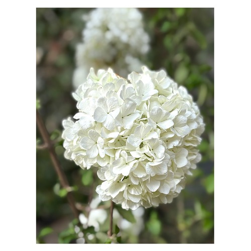 Viburnum macrocephalum 'Sterile'