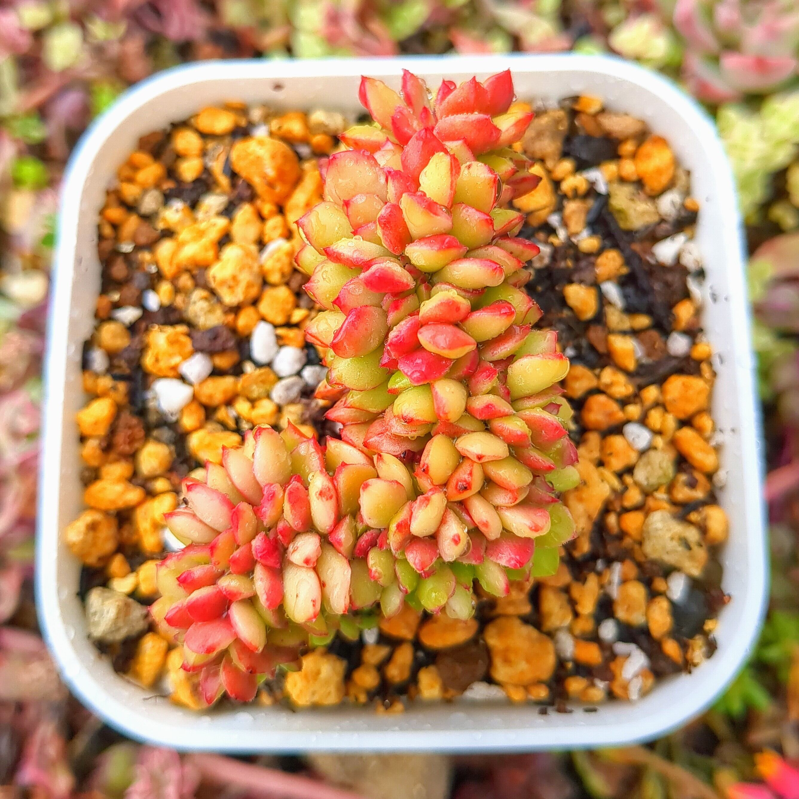 エケベリア マジックゴールド綴化（抜き苗） | 多肉植物のネット