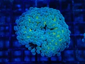 【一ヶ月熟成】ParaAncoraHologram 17