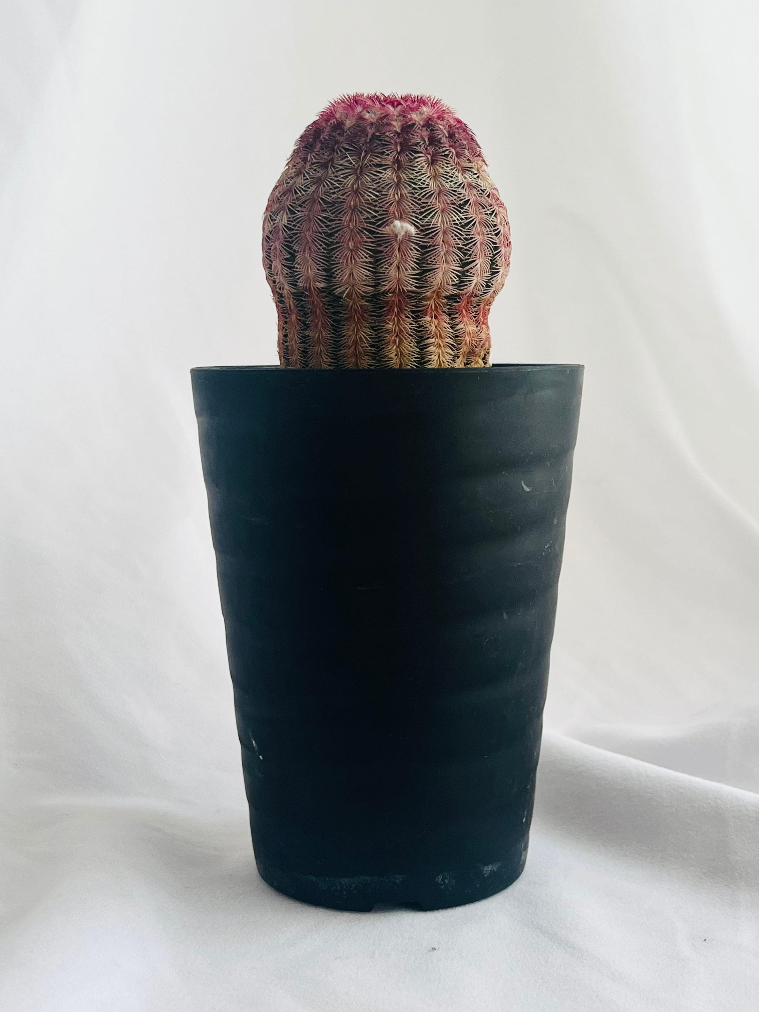 Echinocereus rigidissimus var. rubrispinus 紫太陽 サボテン Echinocereus rigidissimus var. rubrispinus 紫太陽 サボテン