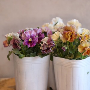 ビオラ　アイクルール　冬から春のお花　　丈夫で育てやすい　寄せ植えにオススメ　