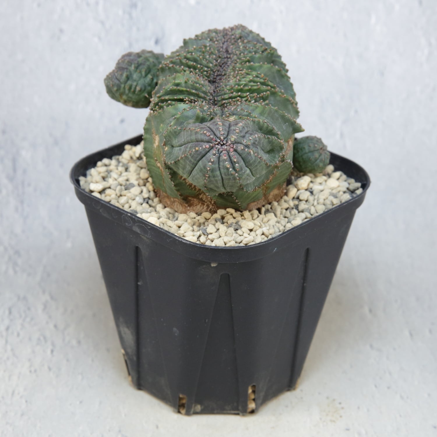 ユーフォルビア　オベサ　扇綴化　実生 超厳選株】大株 最大幅約8.6cm 仔吹き 円扇綴化 オベサ