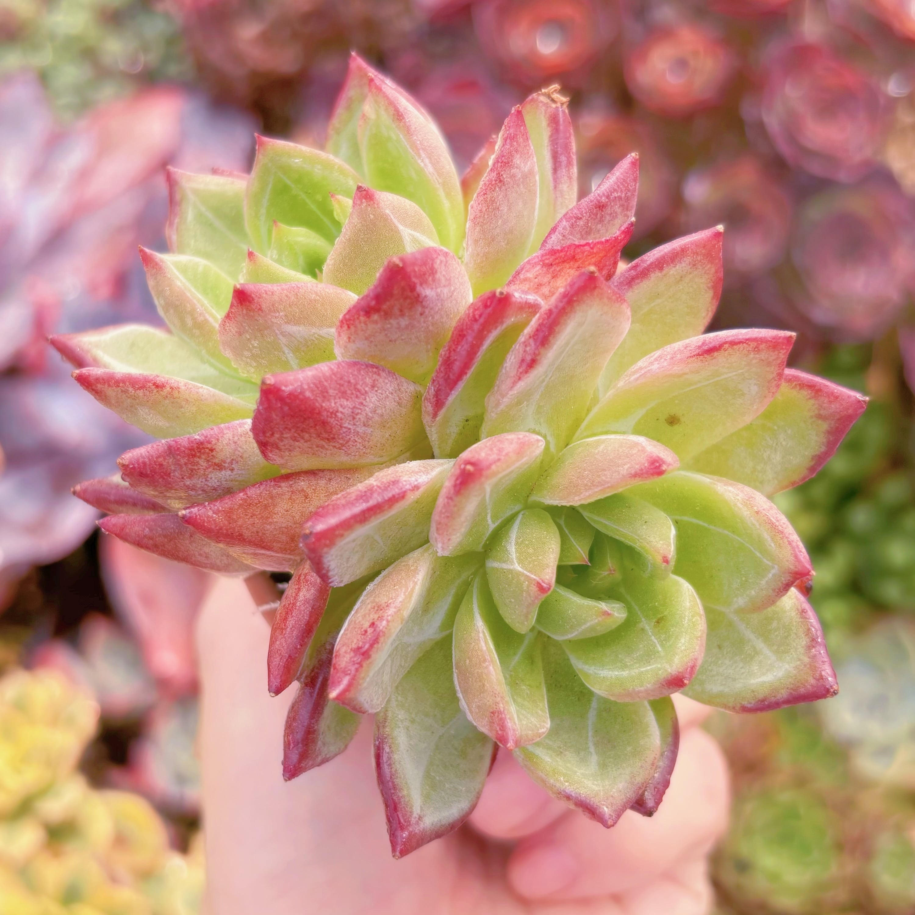 現品　黒武士#F018　るる農園