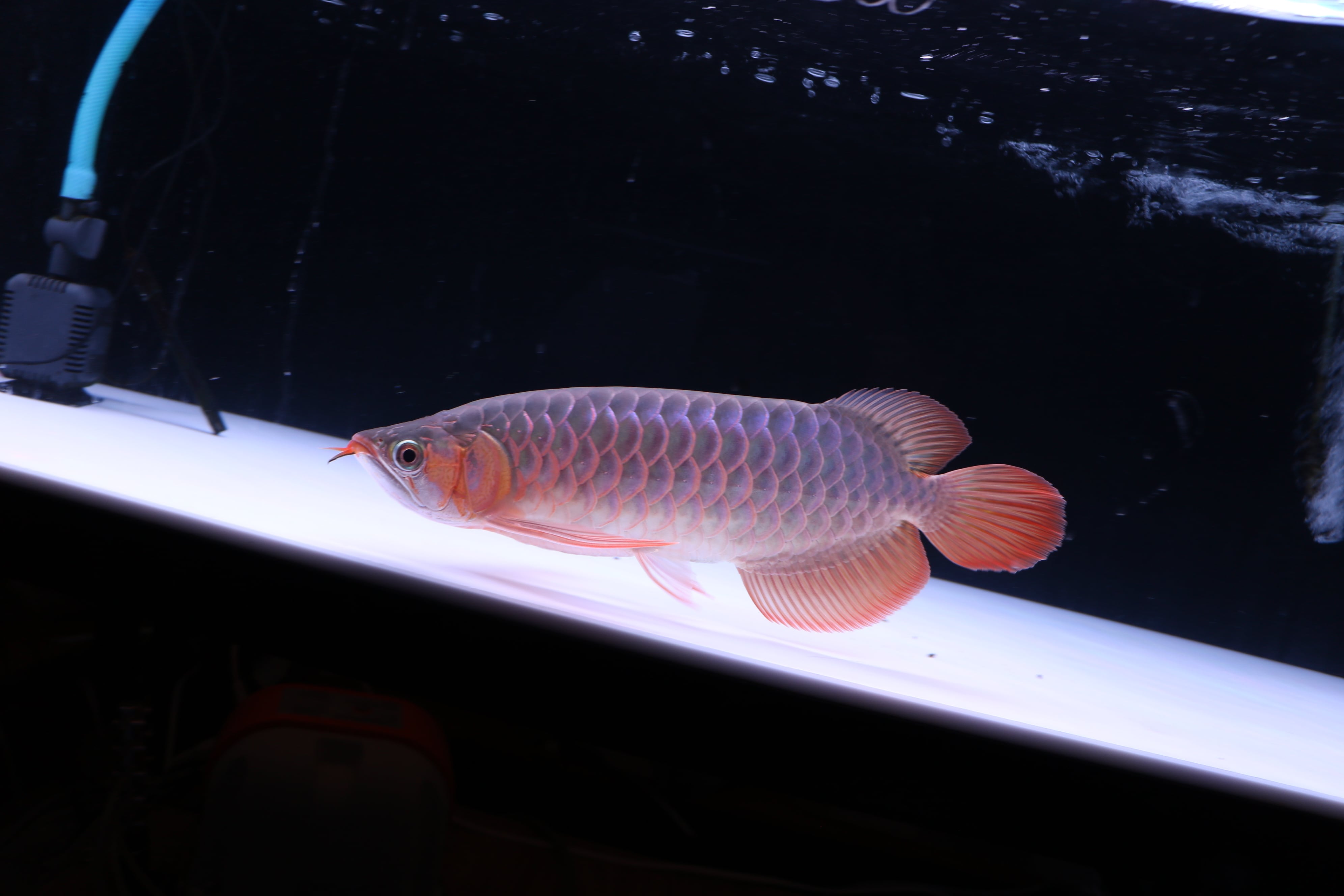 紅龍(±32㎝)プレミアム個体【550】 | アロワナ等の大型魚・熱帯魚の