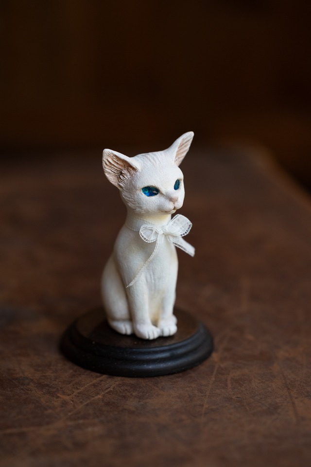 青眼の子猫