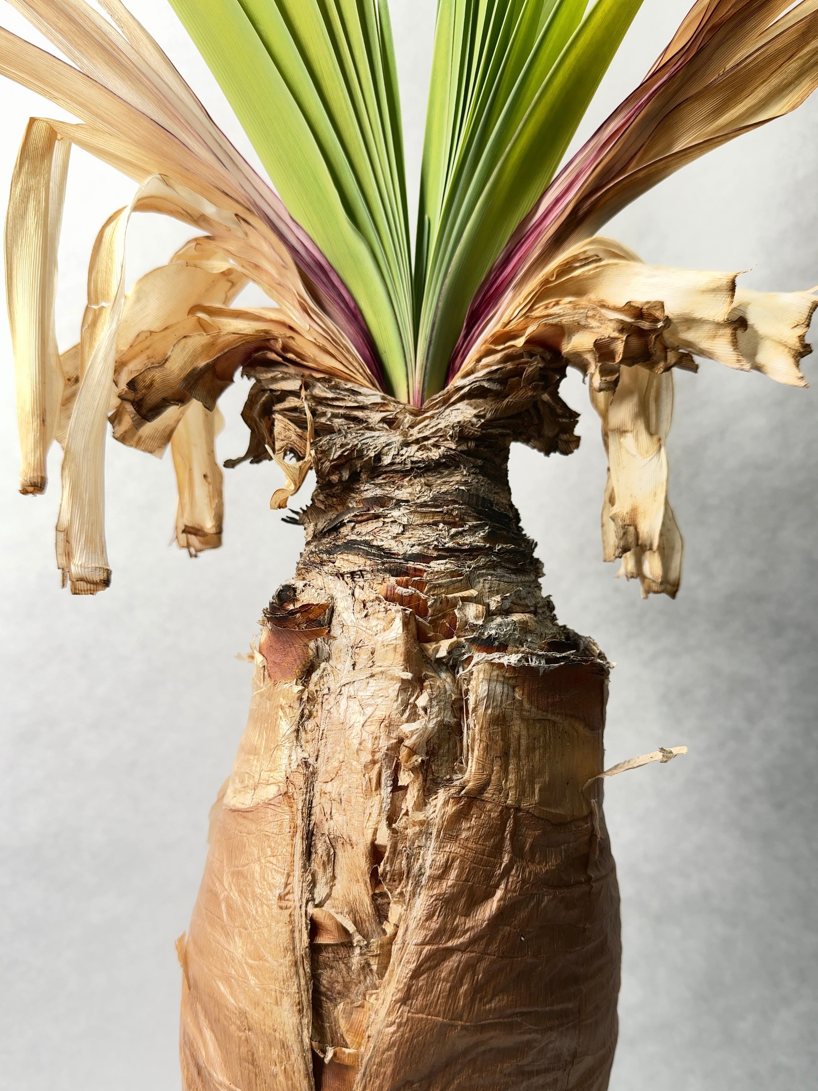 ブーファン・ディスティチャ | trigger