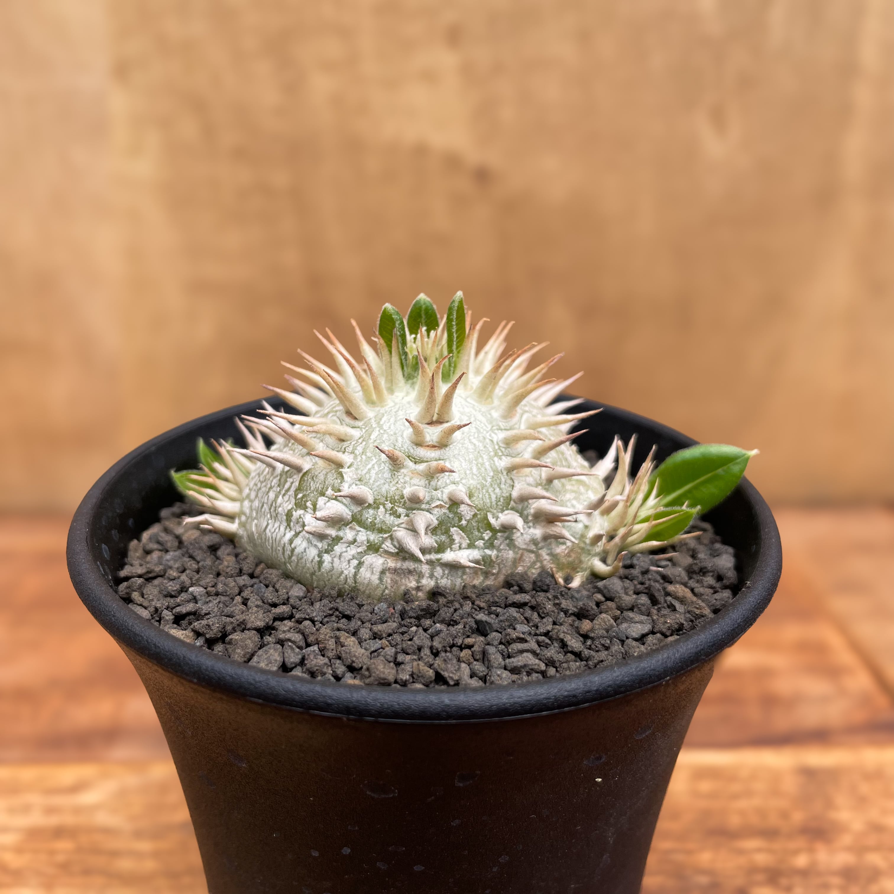パキポディウム ブレビカウレ Pachypodium brevicaule Pachypodium brevicaule【パキポディウム・ブレビカウレ・白花・実生