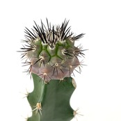 サボテン　コピアポア　黒王丸 紅疣斑　接木【405】