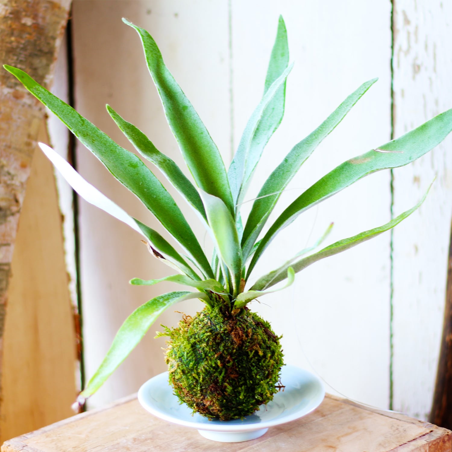 苔梅　苔木　エディブルフラワー　飾り葉 苔木 苔梅 エディブルフラワー 飾り葉 園芸ネット本店｜ギョリュウバイ