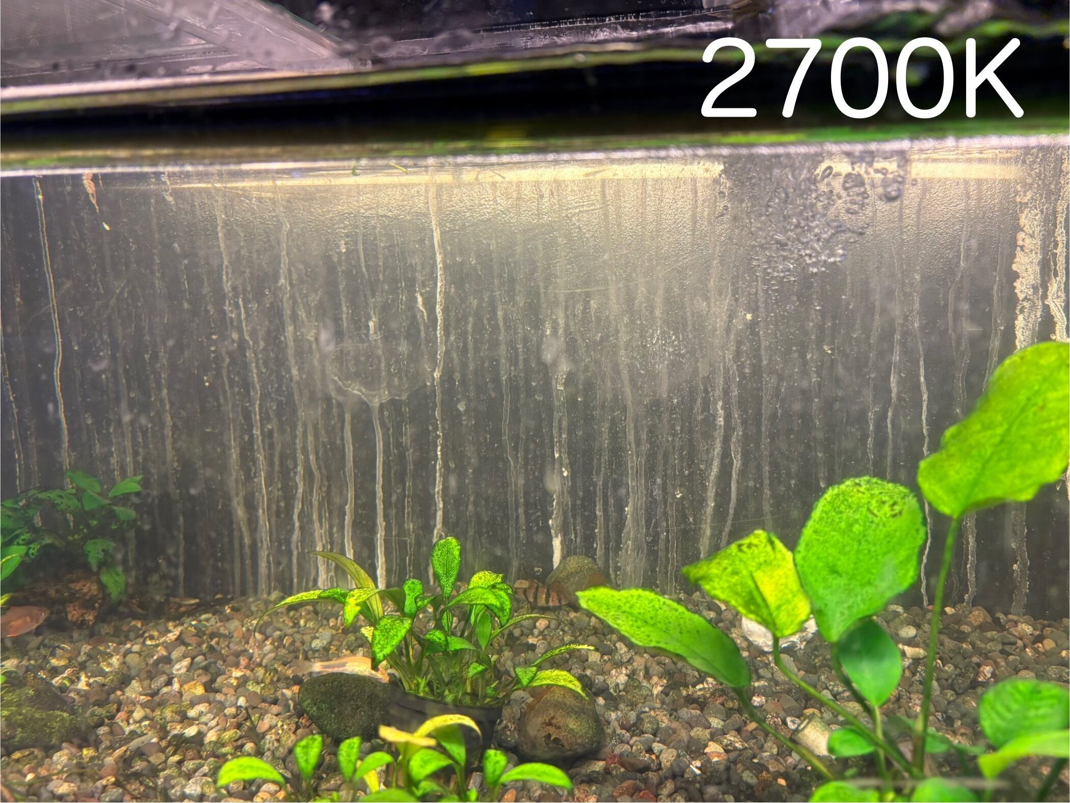 142cm 6700k》ブンキャオ タンニングライト テンニングライト アロワナ