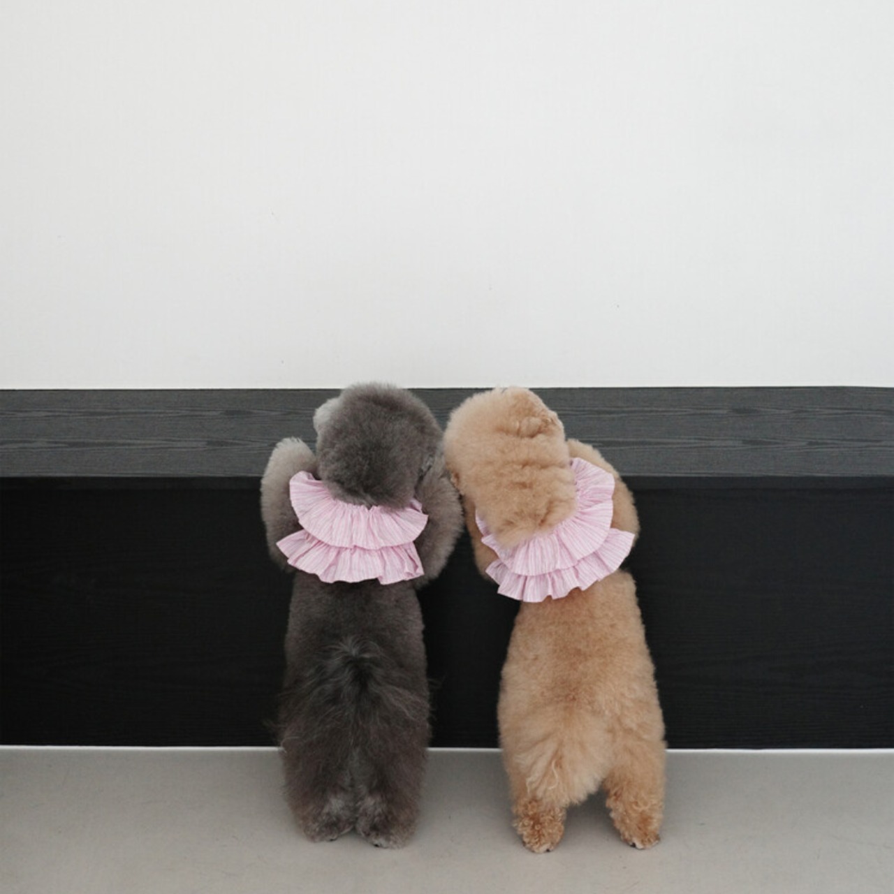 【予約】[ OHDIBS ] CAPENESS leash｜NO.19 _PINK STRIPE - 6