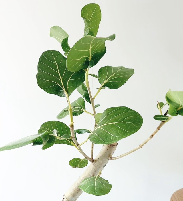 希少 フィカス クリシュナエ クリシュナボダイジュ 観葉植物 大型 calm cafe