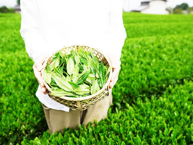 深蒸し煎茶　100g　1袋