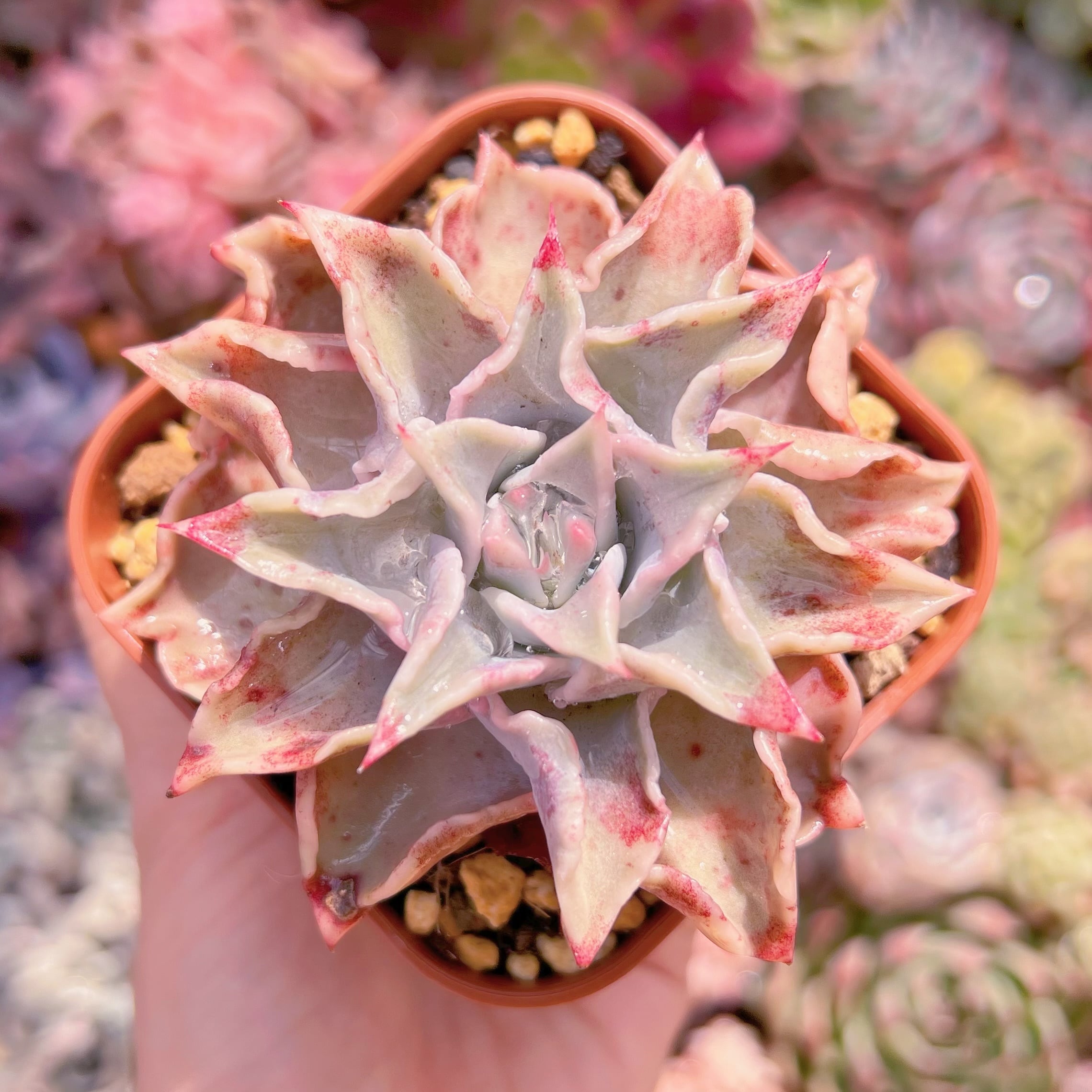 現品　コブマディバ錦#244　るる農園