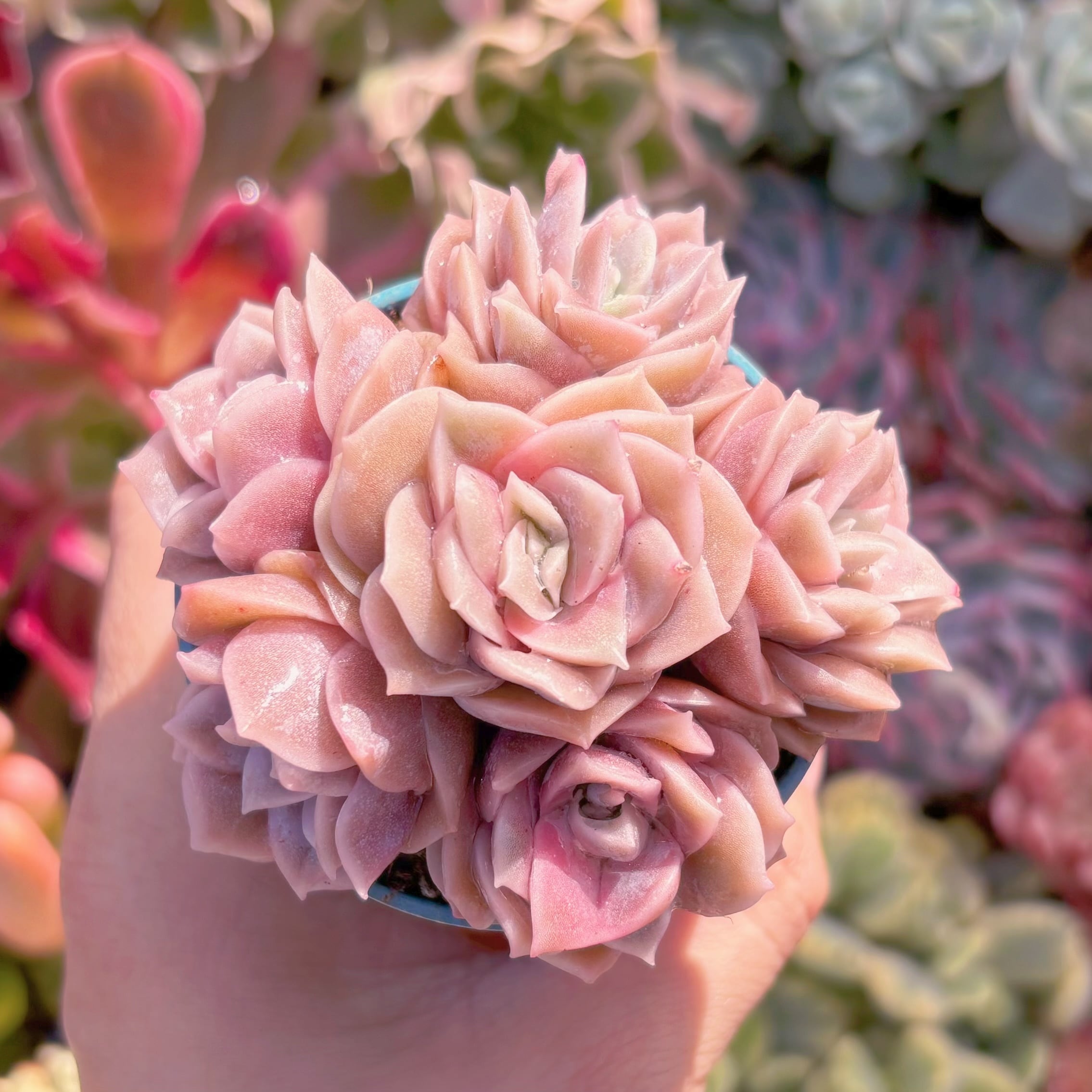 多肉植物　ピンクラブリーローズ(6頭)　新入荷　るる農園