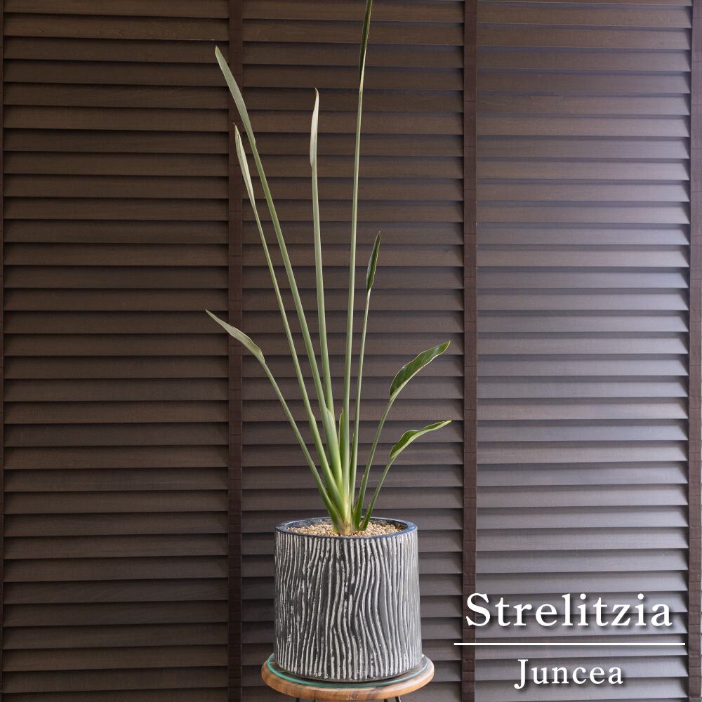 【大株】ストレリチア ユンケア ノンリーフ 9号 セメントポット オーガスタ 観葉植物 極楽鳥花 0813NV