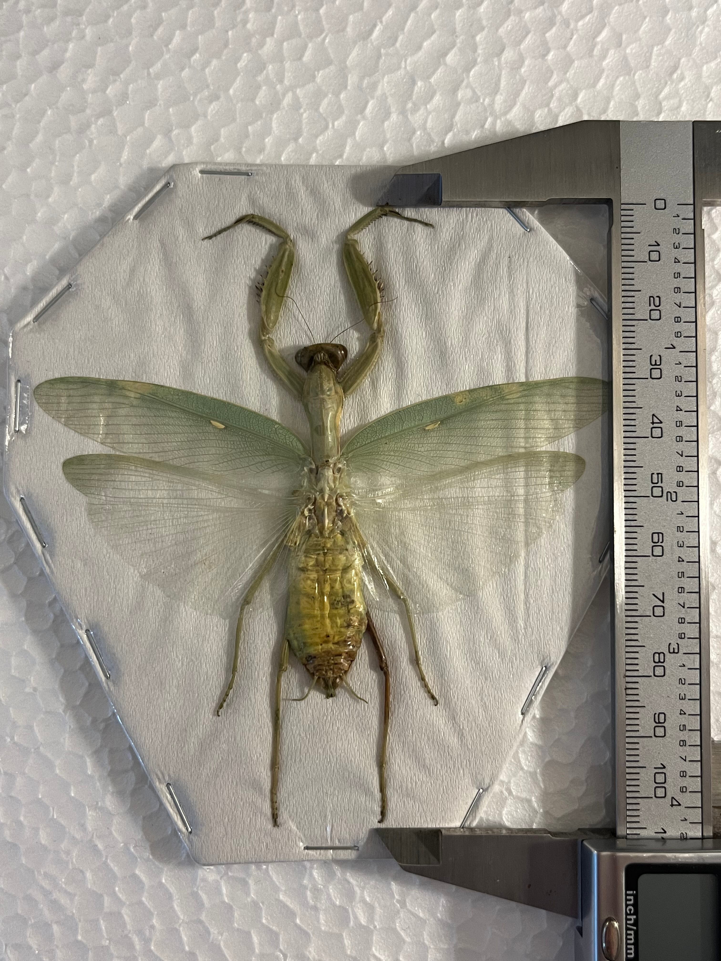 極美】ハラビロカマキリ Hierodula 昆虫標本 スパイダーマンティス