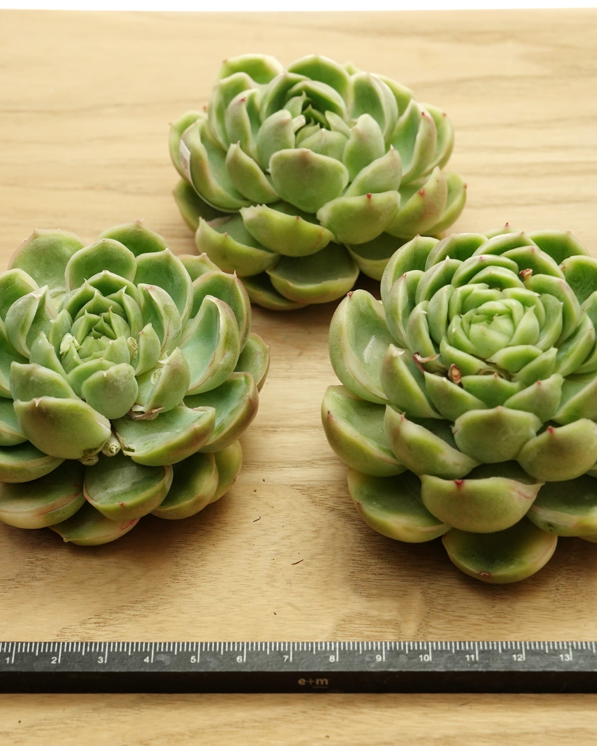 カット苗 シュリンプダンプリング（エビギョウザ） Echeveria 'Shrimp
