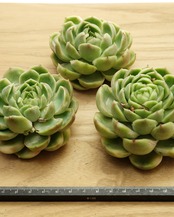 カット苗 シュリンプダンプリング（エビギョウザ） Echeveria 'Shrimp Dumpling'