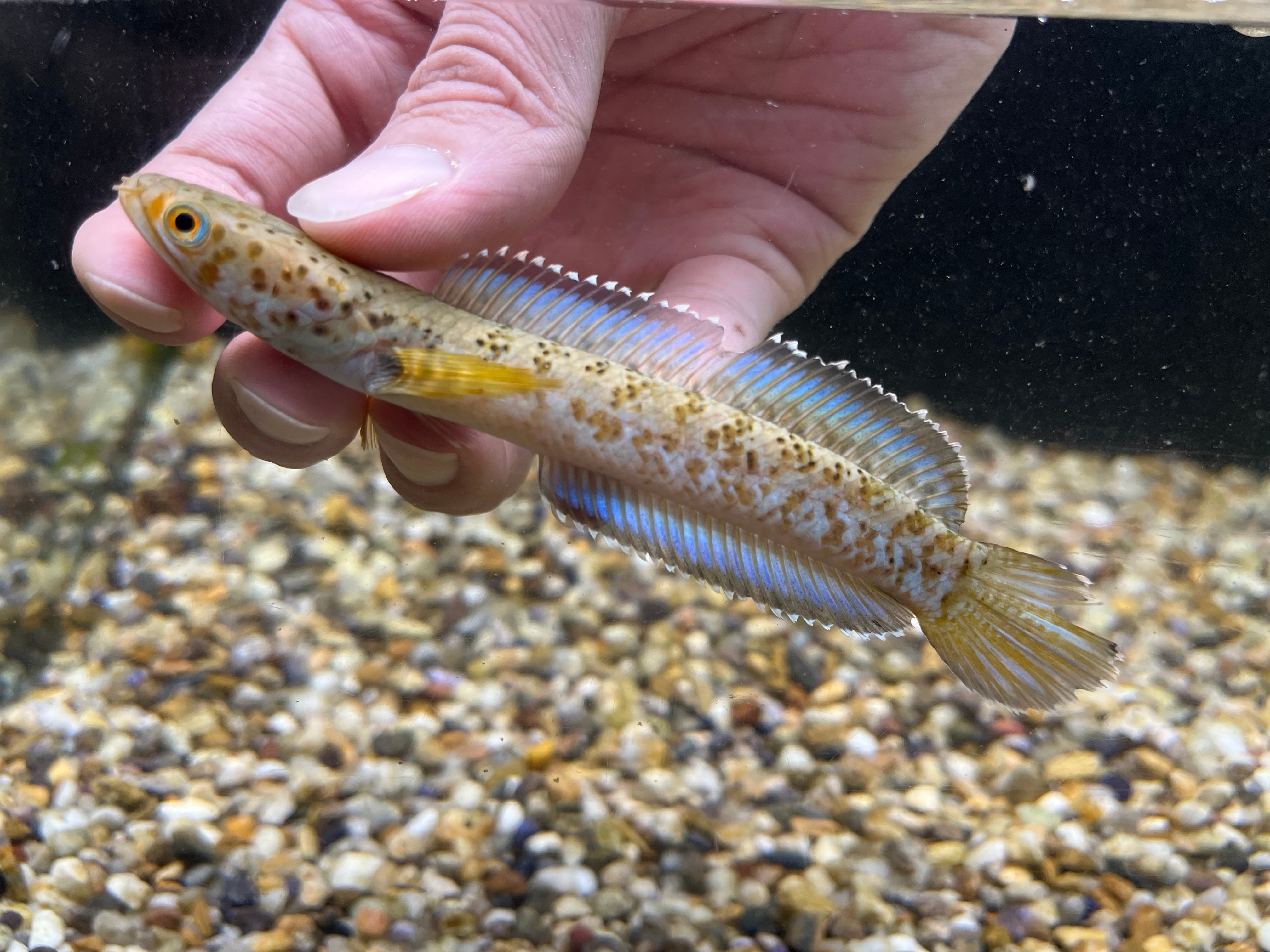魚類、水生生物 WILD チャンナ インセイン 13cm±