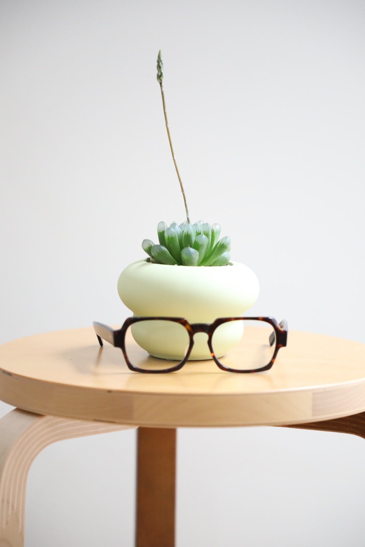 【S】ハオルチア オブツーサ/Haworthia obtusa