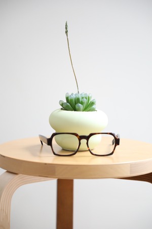 【S】ハオルチア オブツーサ/Haworthia obtusa