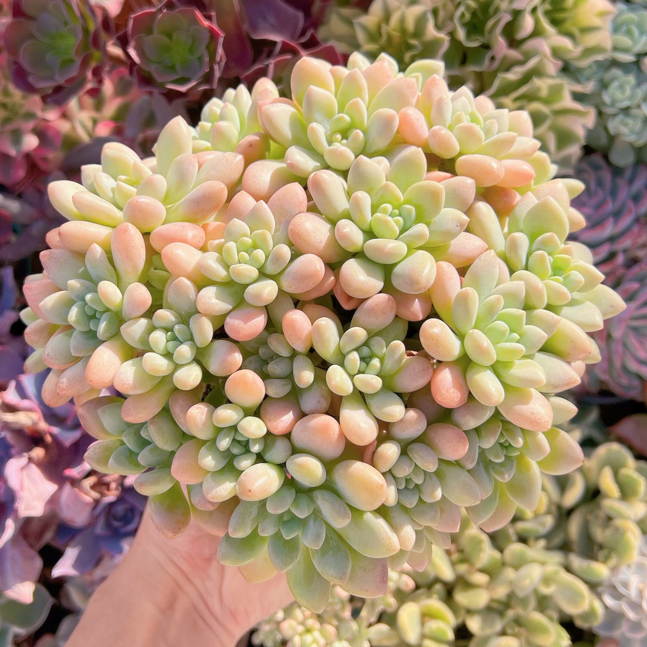 現品　ロココ#041　特大22cm    るる農園