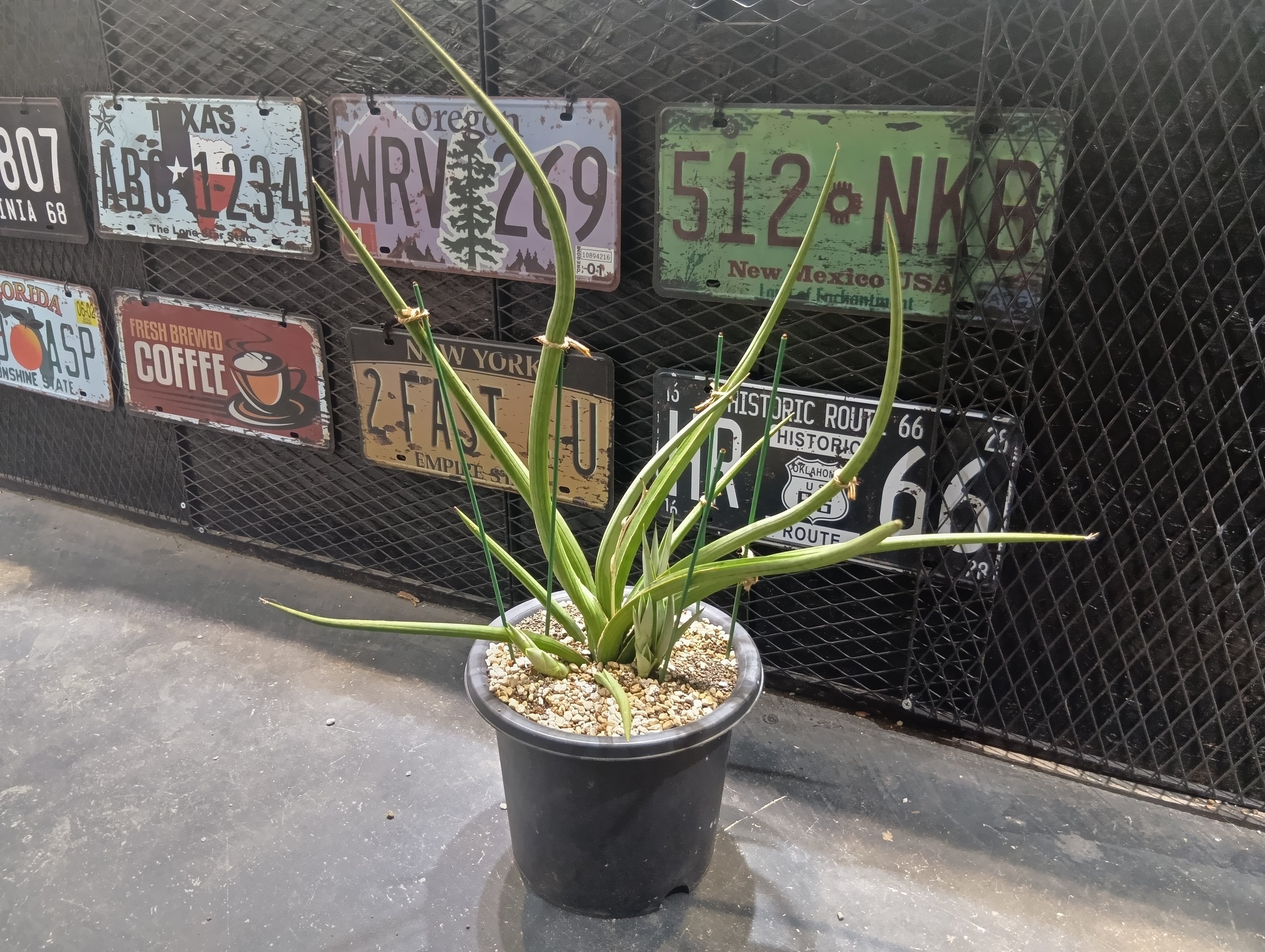 ※専用　キフォステンマ　マクロプス　特大株　現地株 キフォステンマ マクロプス | GREEN LUCK