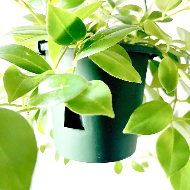 エスキナンサス モナリザ 観葉植物 calm cafe
