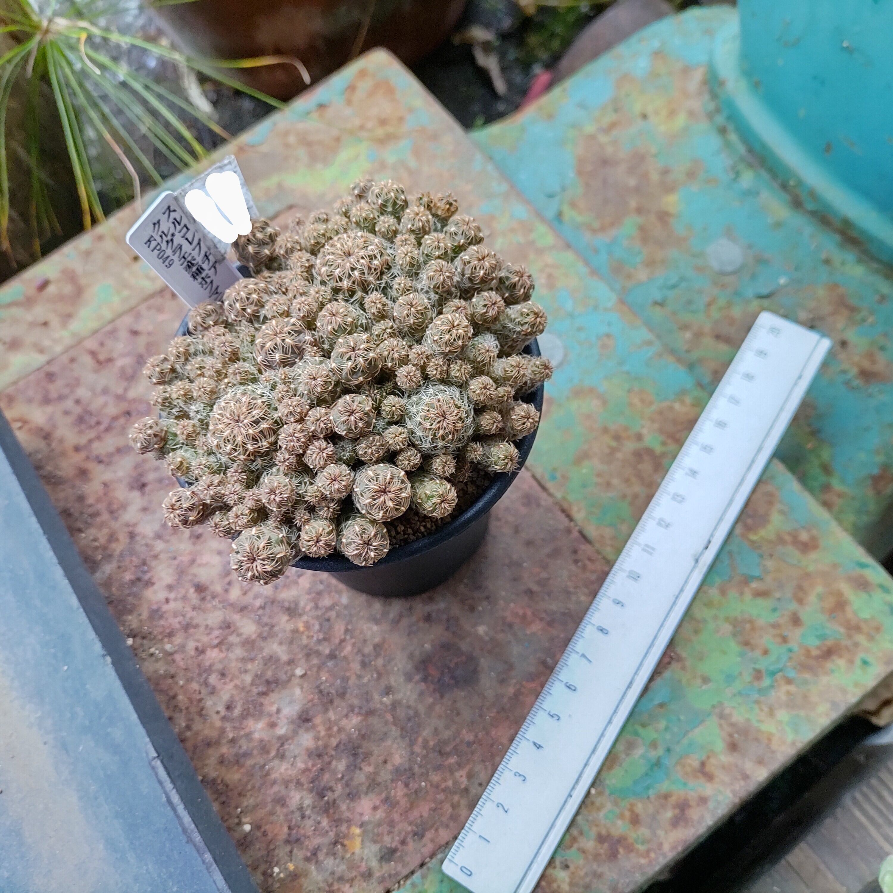 H)スルコレブチア クルゲラエ変種ホフマニーKP049 | RuPo 多肉植物専門店