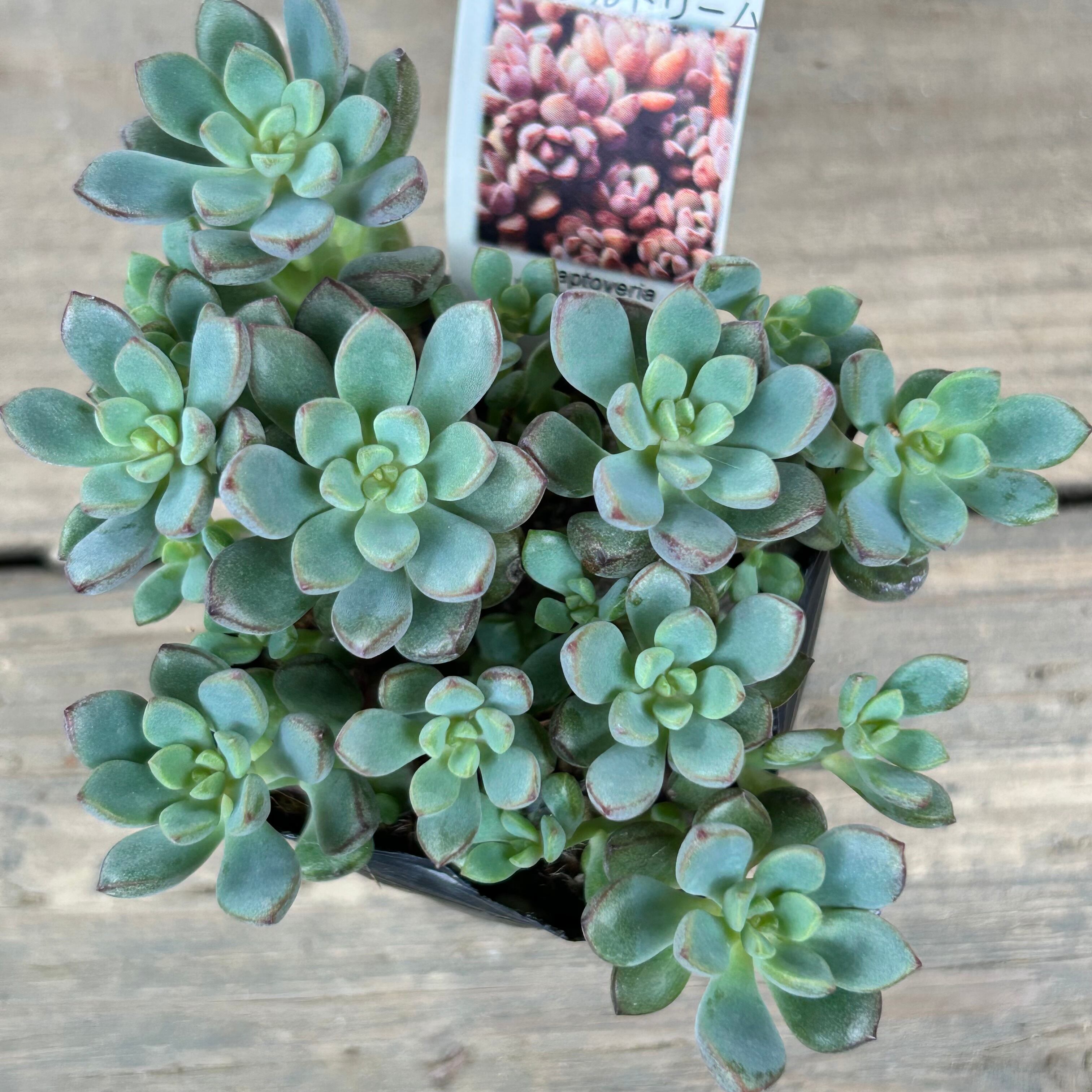 セフィア　アントラージュ　キンテオリーブ　ムラテパープル 品番78】Divemaster（パープル） | 全てのUSED商品 | | ヨーヨー