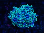 Goniopora GreenBlue FromAustralia 6