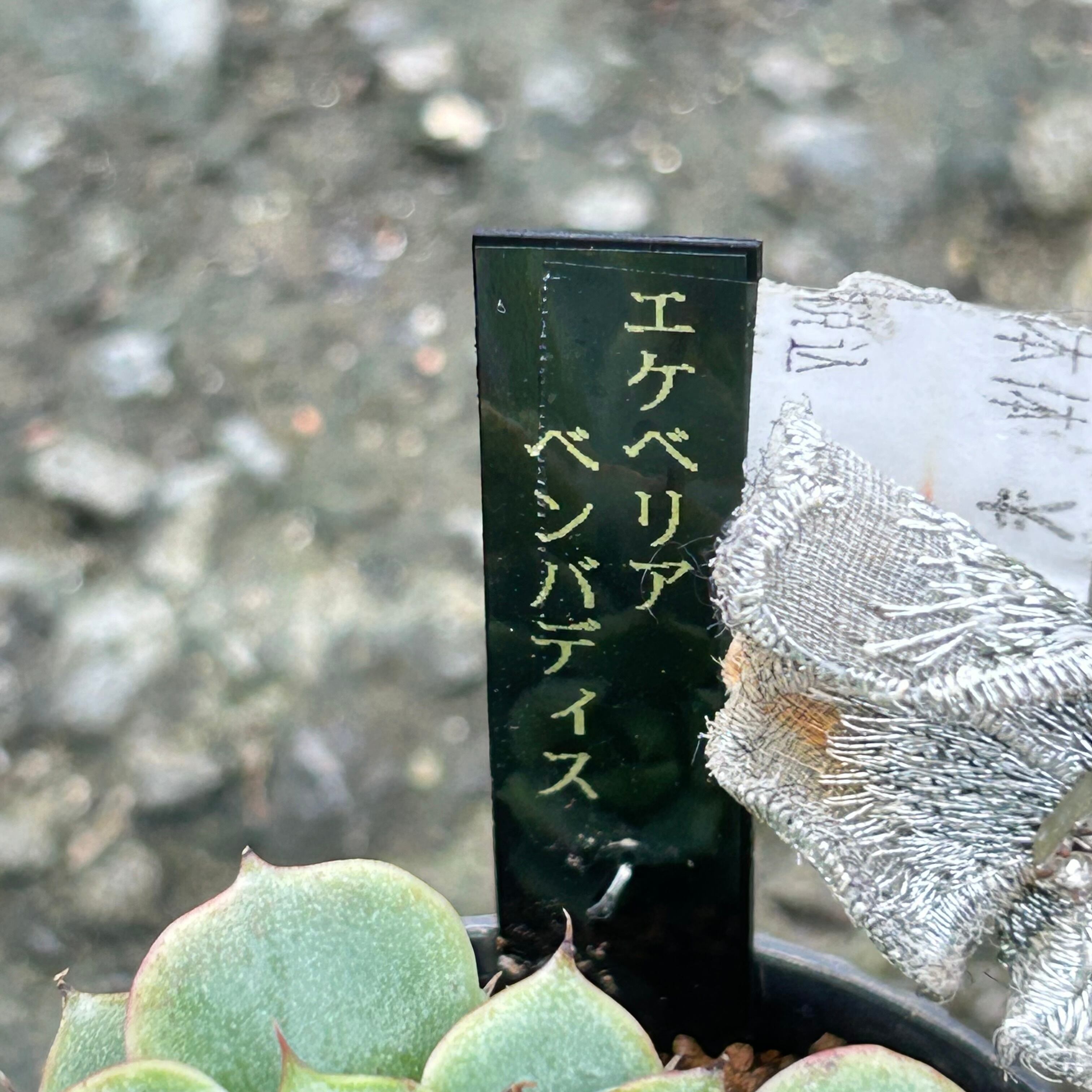 ベンバディス | RuPo 多肉植物専門店