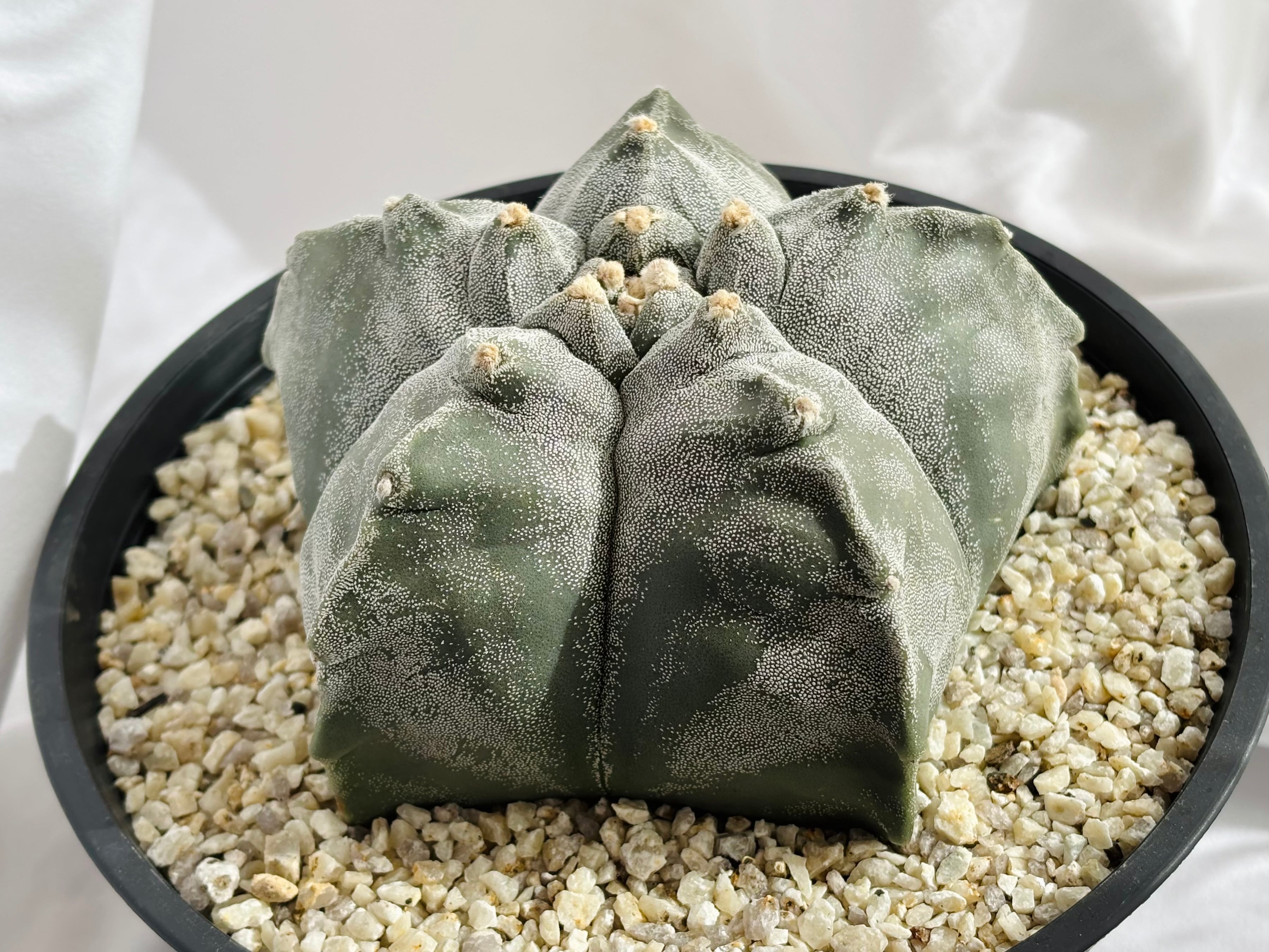 Astrophytum myriostigma アストロフィツム トサカ亀甲ランポー 鸞鳳玉