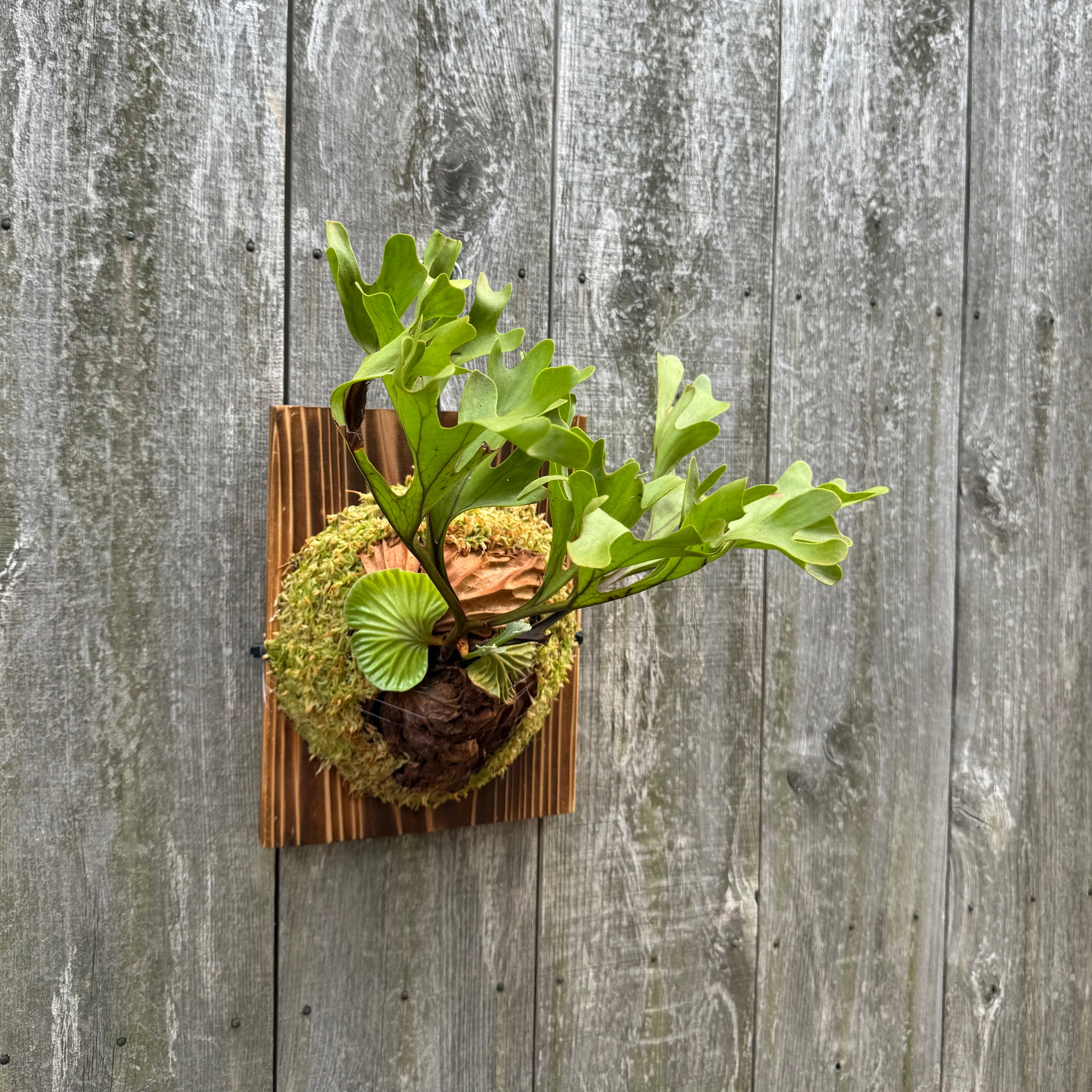 ビカクシダ P. willinckii Dwingeloo (pup) P. willinckii Dwingeloo (pup) かなりコンパクトにまとまって