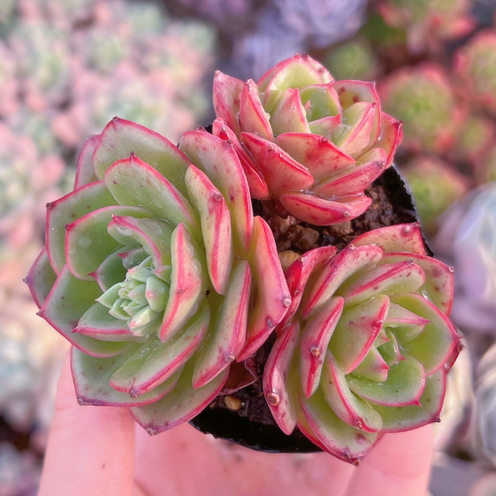 現品　アズタ#C52　群生　るる農園