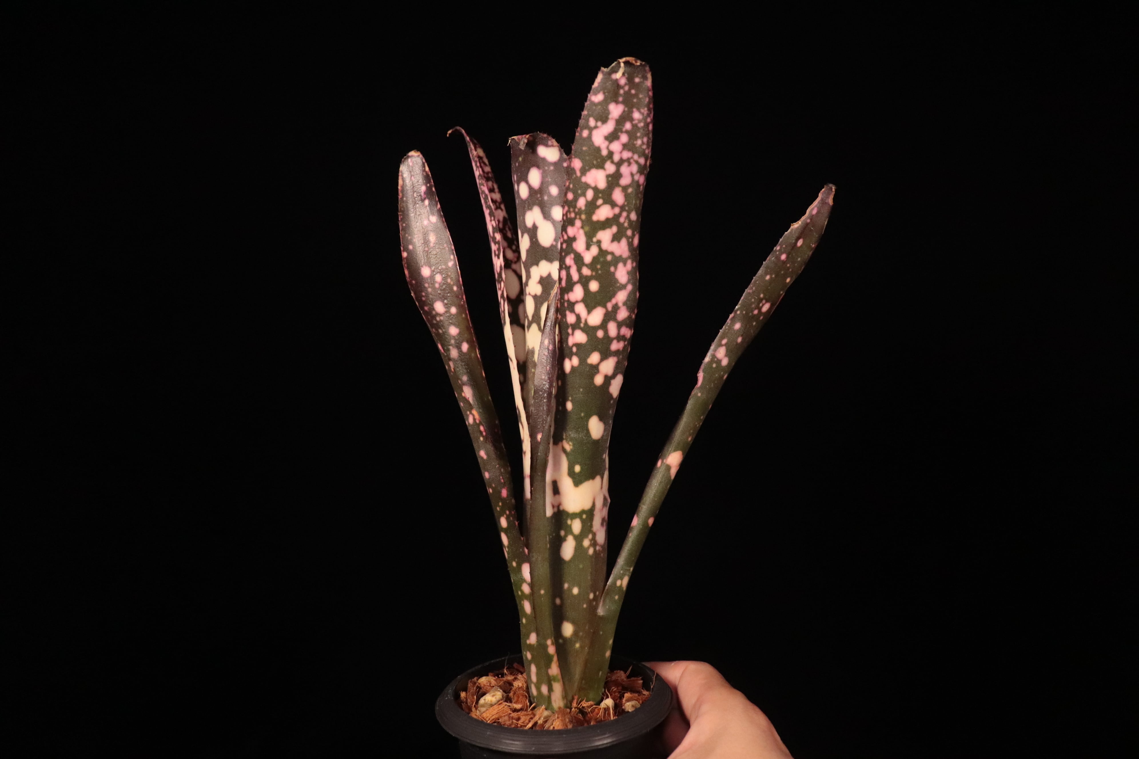Billbergia 'Moulin Rouge'〔ビルベルギア〕B331 | plane plants