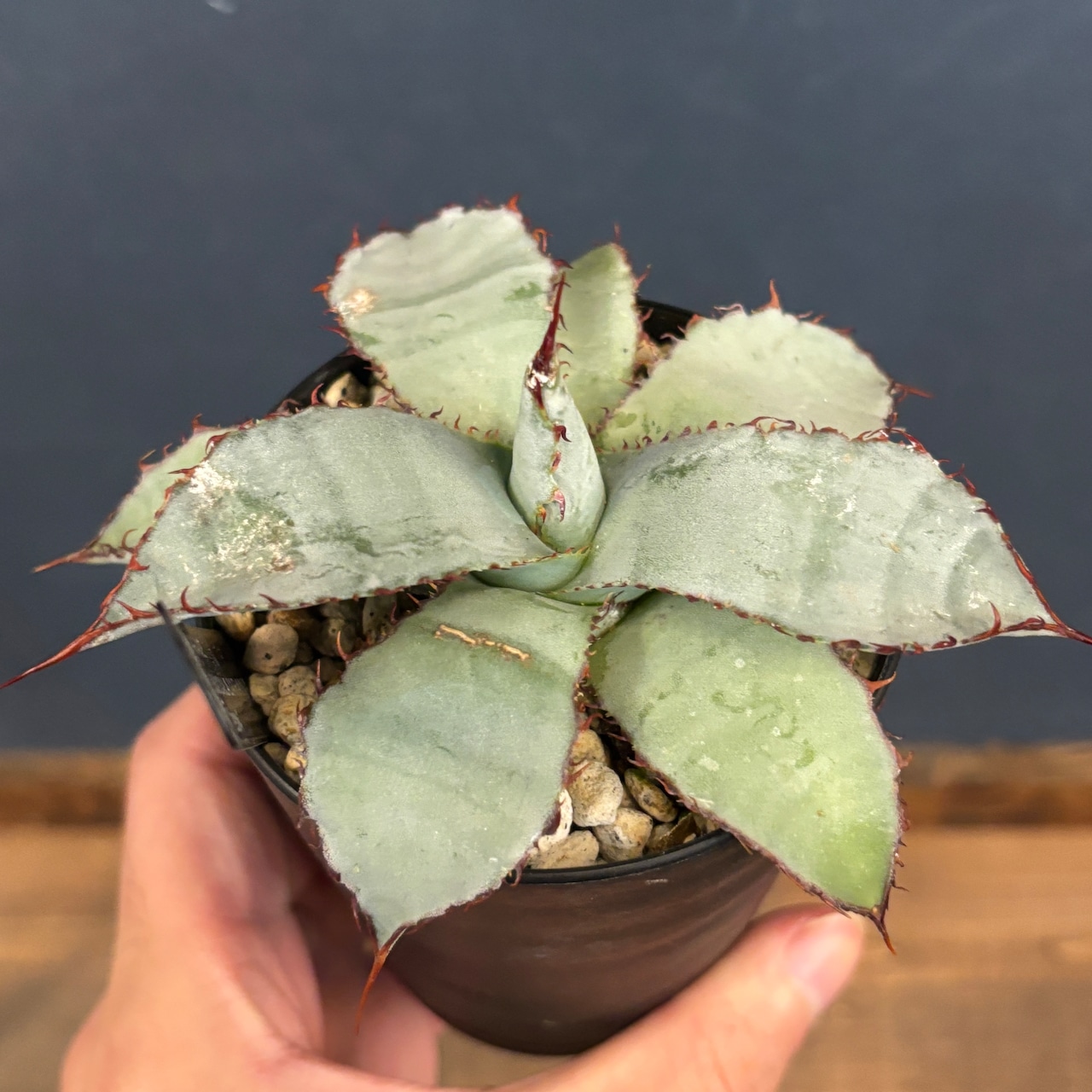 アガベ グアダラハラナ レオン【678】