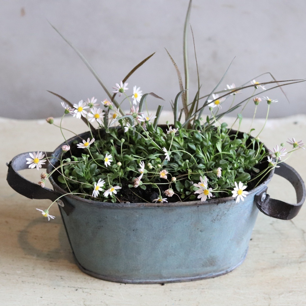 ベビリアンデージー　小さな八重咲きのお花　自然な感じ　花期が長い